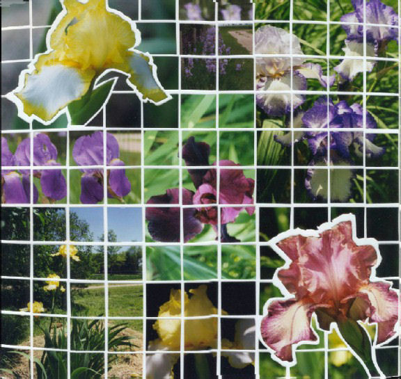 iris mosaic