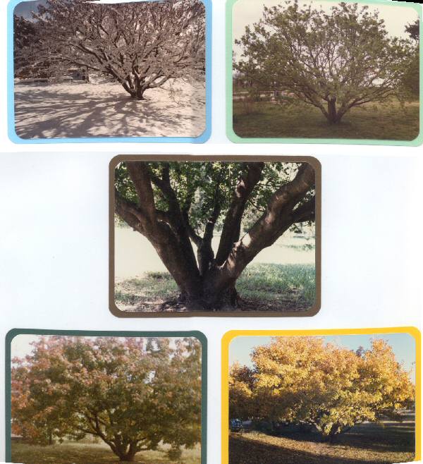 tree in all seasons